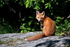 Red_Fox