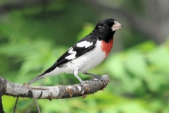 Rose-breasted_Grosbeak