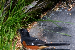 Rufus-sided_Towhee