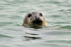 Seal_Pup_2013