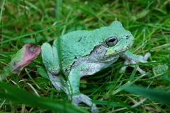 Tree_Frog