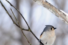 Tufted_Titmouse