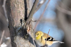 Winter_Goldfinch