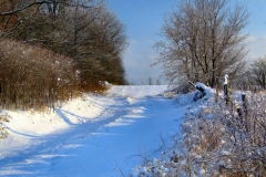 Wintry_Lane