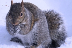 praying squirrel